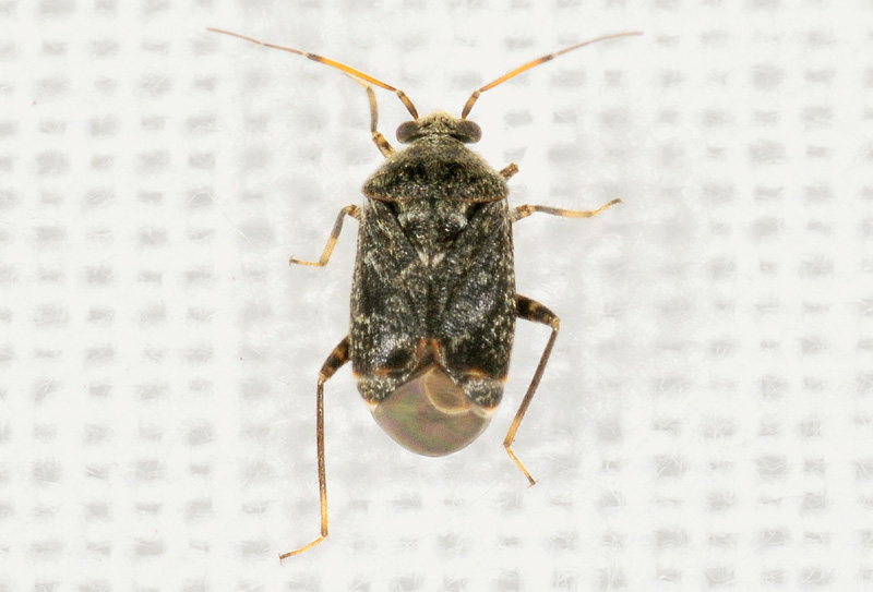 Miridae: Charagochilus gyllenhalii